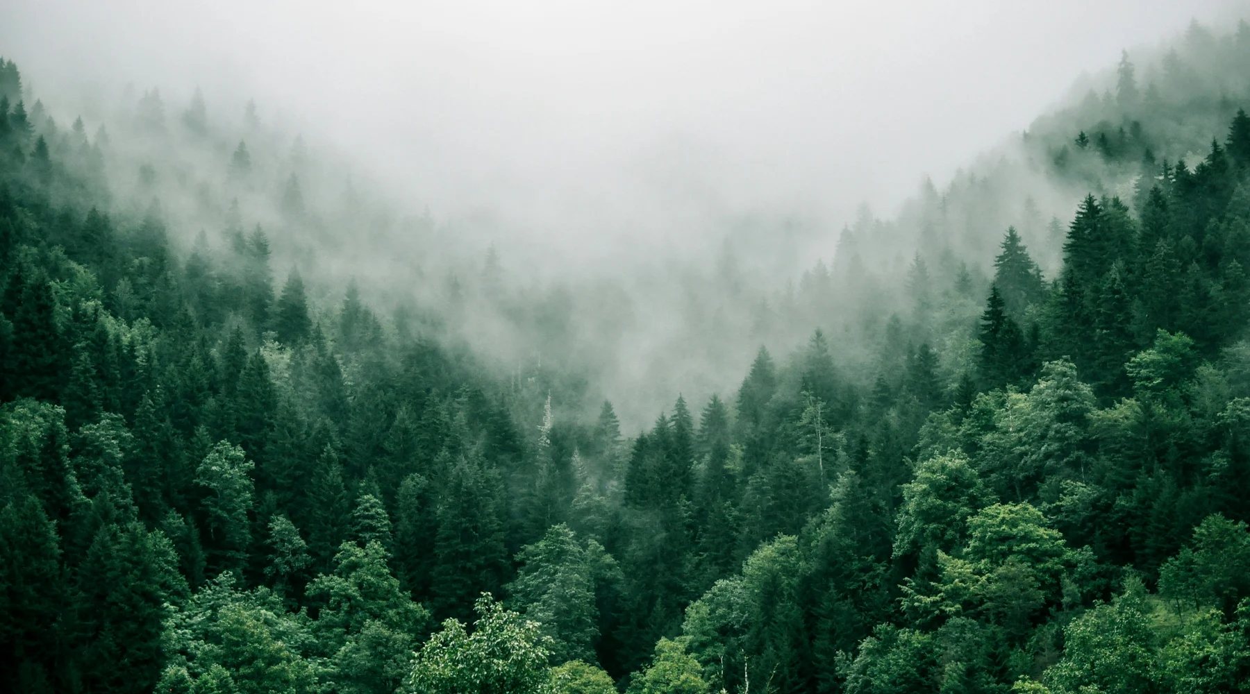 Misty green forest valley